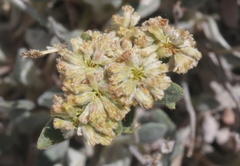 Eriogonum flavum