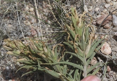 Castilleja sessiliflora