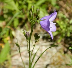 Campanula rotundifolia