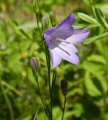 Campanula rotundifolia