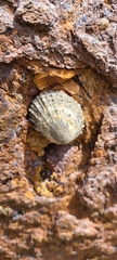 Cellana ornata