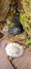 Cellana ornata