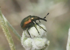 Haplorhynchites eximius