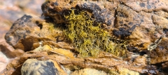 Gracilaria