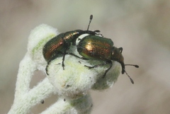 Haplorhynchites eximius