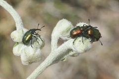 Haplorhynchites eximius