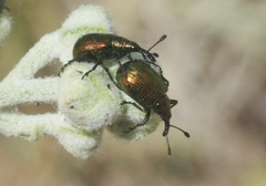 Haplorhynchites eximius