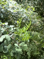 Polemonium foliosissimum