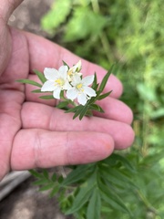 Polemonium foliosissimum