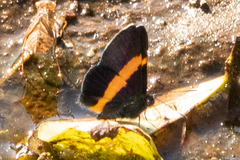 Parcella amarynthina