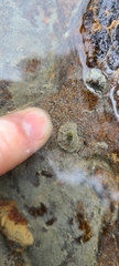 Siphonaria australis
