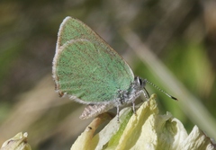 Callophrys affinis