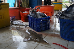 Rhynchobatus australiae