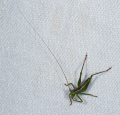 Conocephalomima barameda