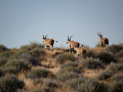 Tragelaphus oryx oryx