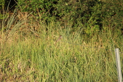 Myiarchus