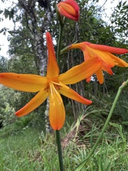 Crocosmia