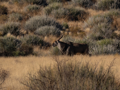 Tragelaphus oryx oryx