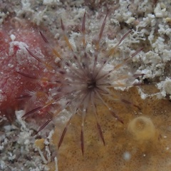 Sabellidae