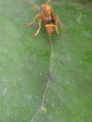Ropalidia marginata