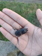 Apterodorcus bacchus