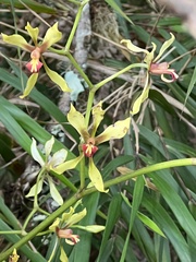 Cyrtochilum