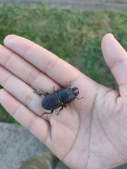 Apterodorcus bacchus