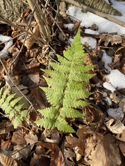 Dryopteris clintoniana