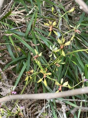 Cyrtochilum