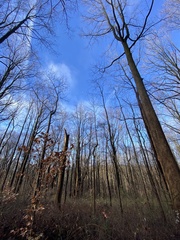 Liriodendron tulipifera