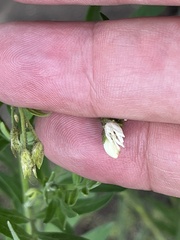 Polemonium foliosissimum