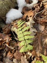 Dryopteris clintoniana