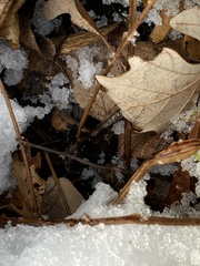 Dryopteris clintoniana
