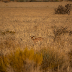 Raphicerus campestris