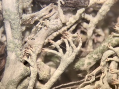 Cladonia submitis