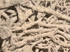 Cladonia submitis
