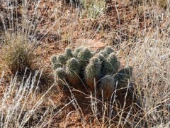 Echinocereus engelmannii fasciculatus