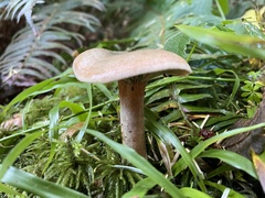 Lactarius aurantiosordidus
