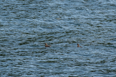 Brachyramphus marmoratus