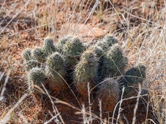 Echinocereus engelmannii fasciculatus