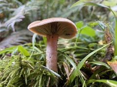 Lactarius aurantiosordidus