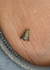 Lepiselaga