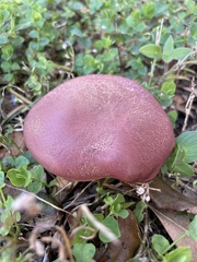Hortiboletus campestris