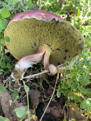 Hortiboletus campestris
