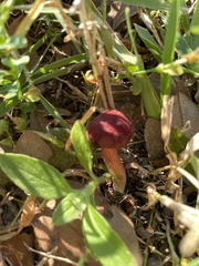 Hortiboletus campestris