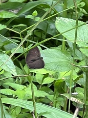 Satyrinae