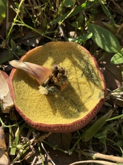 Hortiboletus campestris