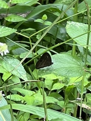 Satyrinae