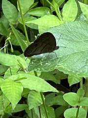 Satyrinae