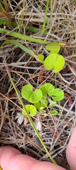 Dichondra repens